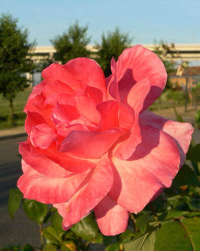 Medway Valley Park (18)